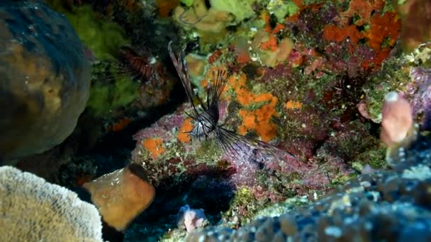 Fekete Oroszlánhal Közönséges Oroszlánhal Ragadozó Hal Megfordult Kamerába Nézett Korallok — Stock videók
