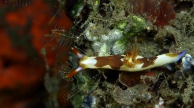 Beyaz-kahverengi çıplaklık - tip yumuşakça (Phyllidiopsis papilligera). Endonezya Pasifik. Nudibranchia Cuvier sualtı güzellik dalgıcı bakış açısı. Mercanlar ve su bitkileri üzerinde sürünürler..