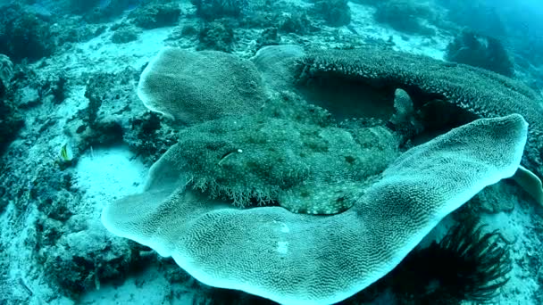 Benekli Wobbegong Orectolobus Maculatus Bir Mercan Kasesinde Yatar Orectolobidae Familyasından — Stok video