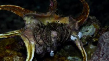 Deniz şakayığı münzevi yengeci kabuğundan çıkıyor. Dardanus tinctor, Diogenidae familyasından bir yengeç türü. Dardanus Tinctor tropikal sularda yaygındır..