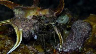Deniz şakayığı münzevi yengeci kabuğundan çıkıyor. Dardanus tinctor, Diogenidae familyasından bir yengeç türü. Dardanus Tinctor tropikal sularda yaygındır..