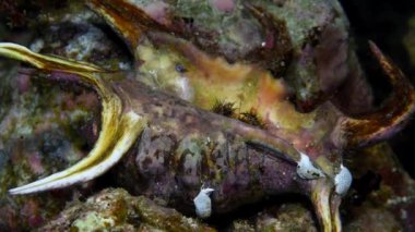Deniz şakayığı münzevi yengeci kabuğundan çıkıyor. Dardanus tinctor, Diogenidae familyasından bir yengeç türü. Dardanus Tinctor tropikal sularda yaygındır..