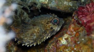 Diodon balığı mercan resifinin yarıklarına saklandı ve sualtı fotoğrafçısına baktı. Kirpi balığı ya da balon balığı, Diodontidae familyasından bir balık türü.).