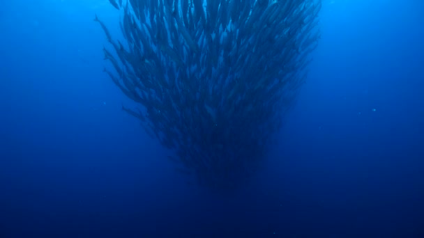 School Pacific Barracuda Sphryaena Argentea Tight Packed Barracuda Swimming Away — Stock video