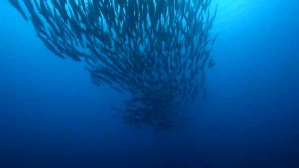 Mavi Derin Okyanus Arka Planında Suyun Ortasında Yüzerek Uzaklaşan Barakuda — Stok video