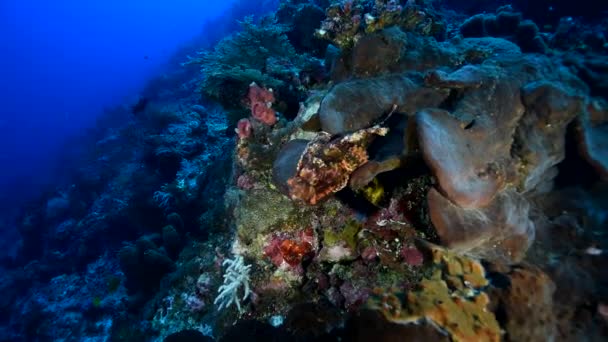 Deita Recife Coral Espera Por Presas Scorpaenopsis Diabolus Peixe Actinopterígeo — Vídeo de Stock