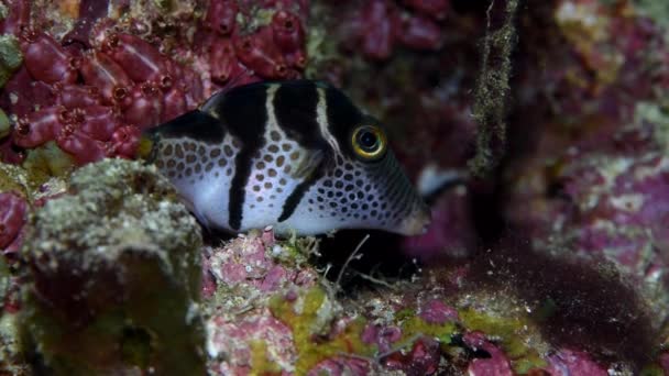 Svartsadlad Toby Fisk Gömd Skrevorna Korallrevet Och Tittar Undervattensfotografen Canthigaster — Stockvideo