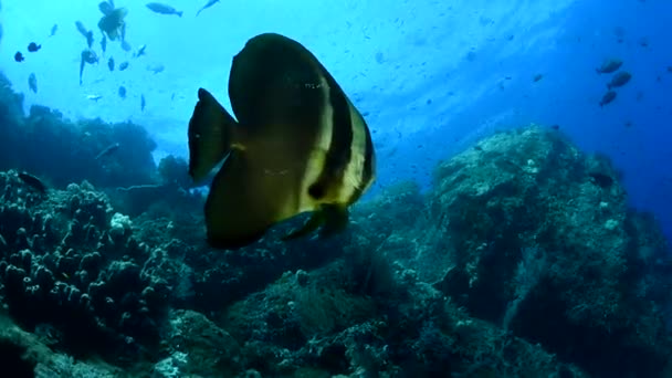 Fundo Azul Água Peixe Nada Entre Corais Algas Blue Platax — Vídeo de Stock