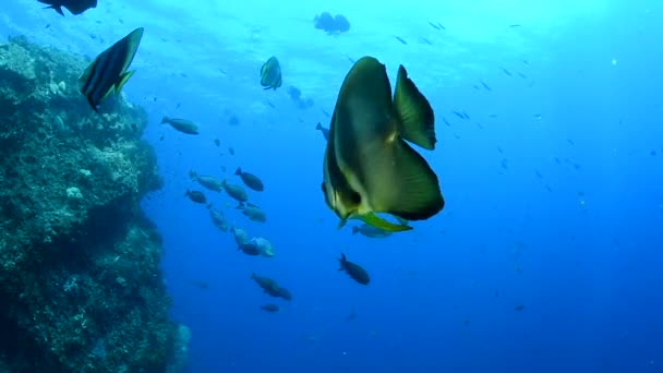 青い海を背景に サンゴと藻類の間を泳ぐ魚 ブルー プラタックス Rus オービタル バットフィッシュ Eng プラタックス オービタリー — ストック動画