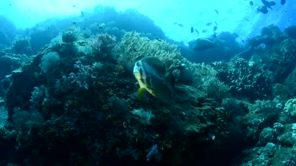 在海水的蓝色背景上 一条鱼在珊瑚和藻类之间游动 蓝盘鱼 Rus 圆形蝙蝠 Eng 圆盘鱼 Lat 这种鱼生长到60厘米 以藻类和无脊椎动物为食 — 图库视频影像