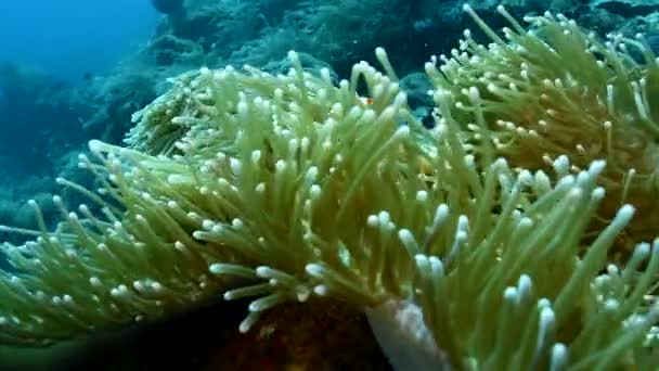 Clownfish Amphiprion Ocellaris Χοντρές Λευκές Και Πορτοκαλί Ταινίες Στην Ανεμώνη — Αρχείο Βίντεο