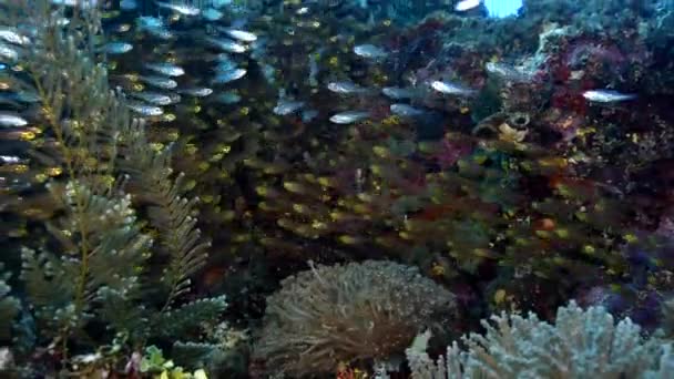 Zblízka Skleněné Ryby Dospělé Malé Průhledné Ryby Schovávají Podmořské Jeskyni — Stock video