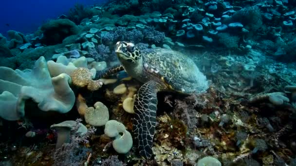 Tartaruga Marinha Close Profundidade Mar Come Corais Macios Com Grande — Vídeo de Stock