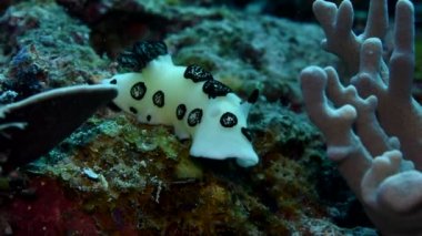 Beyaz-siyah çıplaklık - tip yumuşakça (Phyllidiopsis papilligera). Endonezya Pasifik. Nudibranchia Cuvier sualtı güzellik dalgıcı bakış açısı. Mercanlar ve su bitkileri üzerinde sürünürler..