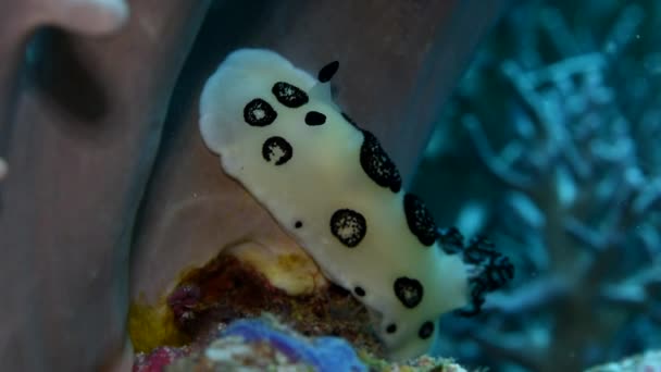 Λευκό Μαύρο Nudibranch Τύπου Mollusca Phyllidiopsis Papilligera Ινδονησία Ειρηνικός Nudibranchia — Αρχείο Βίντεο