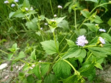 Ageratum conyzoides bitkileri sağlık için yararlı olan yabani bitkilerdir.