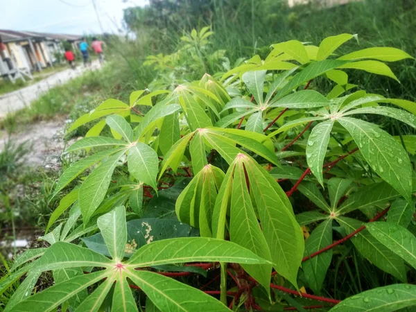 Bahçede manyok yaprakları