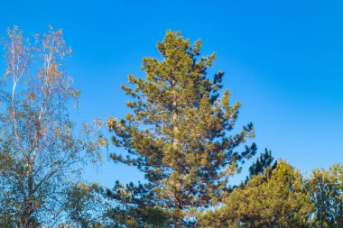 Gökyüzüne karşı ağaç