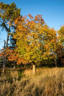 Renkli yapraklı ağaç, sonbahar