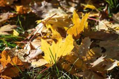 Düşen sarı yaprakların fotoğrafı.