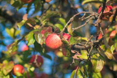 Elma fotoğrafı hasat için hazır.