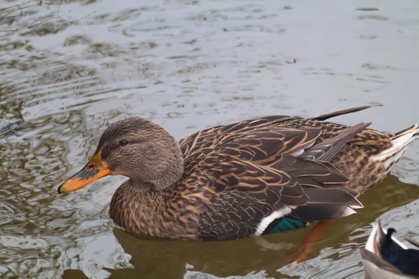 Ente Ksilifor See Der Nähe Der Stadt Veliko Tarnovo — Stockfoto