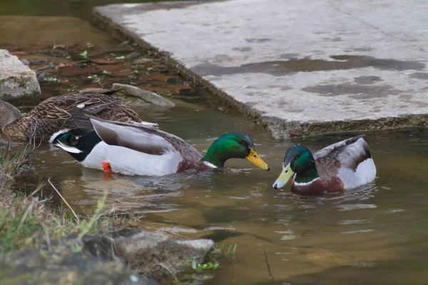 Enten Ksilifor See Der Nähe Der Stadt Veliko Tarnovo — Stockfoto