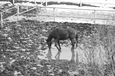 İçen bir atın siyah beyaz fotoğrafı.