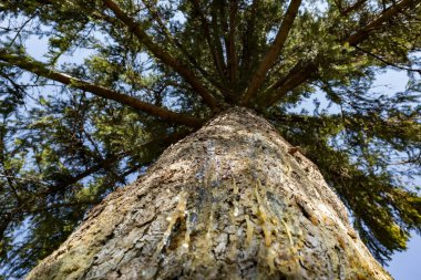 Photo of  coniferous tree trunk covered with resin