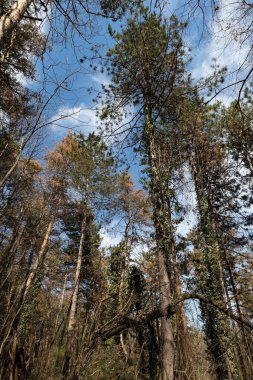 Photo of a forest near Veliko Tarnovo city