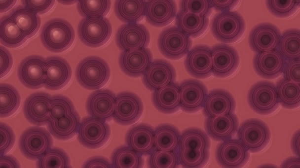 Cellules au microscope 