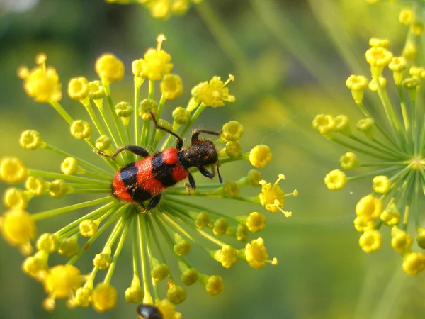 Scarabeo — Foto Stock