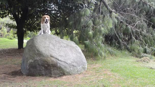 Ung Sällskapshund Tricolor Manliga Beagle Gäspar Medan Vilar Sten Just — Stockvideo