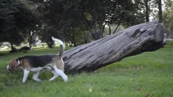 Молодий Домашній Собака Триколор Чоловічий Бігль Снайпери Траві Піднімається Вгору — стокове відео