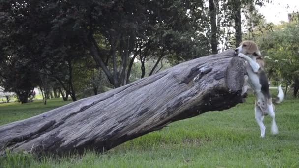 Молодий Домашній Собака Триколор Чоловічий Бігль Снайпери Наполегливо Схилі Дерева — стокове відео