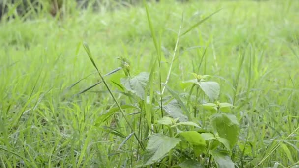 Regn Faller Gräset Landsbygden — Stockvideo