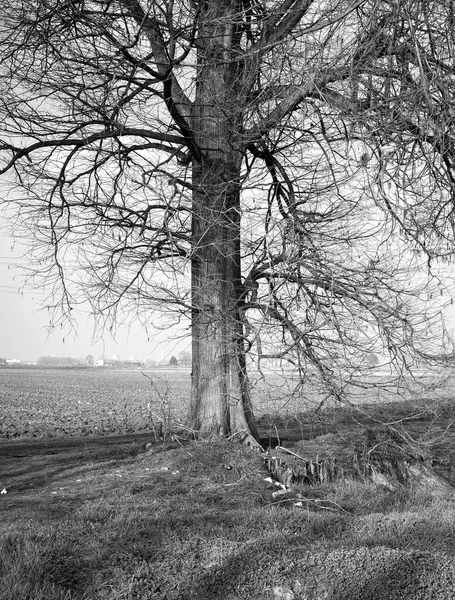 Winter tree. Black and white photo — Stock Photo, Image