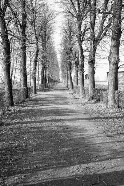Winter tree-lined street. Black and white photo — Stock Photo, Image