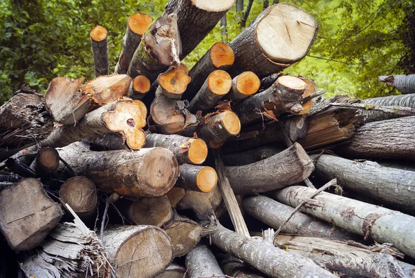 Gehölze gefällt. Farbbild — Stockfoto