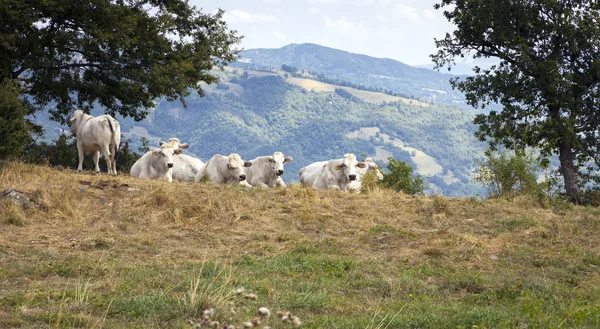 Vacas perezosas. Imagen en color — Foto de Stock