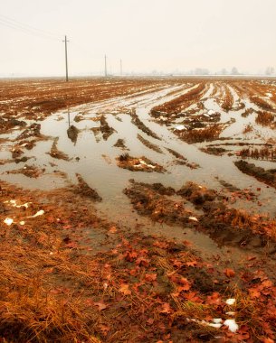 Lomellina kırsalının kış manzarası (Lombardy ve Piedmont arasında kırsal alan, Kuzey İtalya) kış mevsiminin başlarında. Renkli resim.
