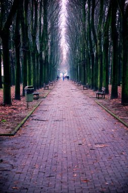 Mortara şehir merkezinde (Lombardy Region, Kuzey İtalya) kışın alacakaranlıkta uzanan bir ağaçlık sokak manzarası. Renkli resim.