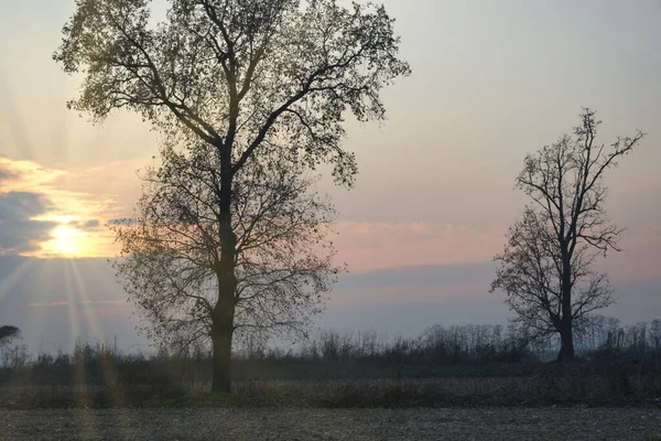 Silhouette Branches Arbres Nus Dans Campagne Lomellina Zone Rurale Entre — Photo