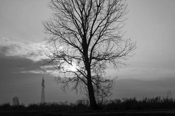 Silhouette Bare Tree Branches Lomellina Countryside Rural Area Lombardy Piedmont — Stock Photo, Image