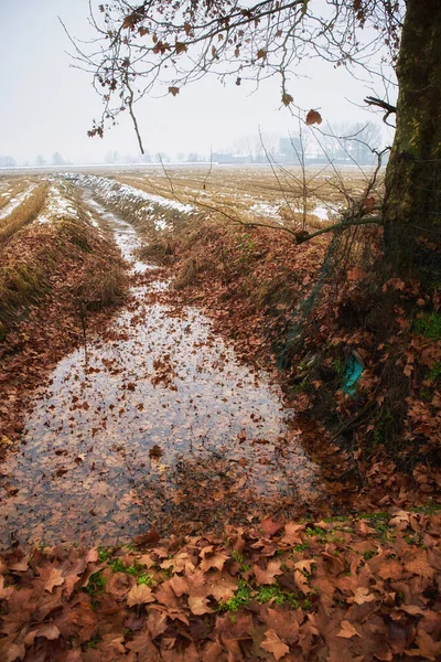 Panorama Hivernal Campagne Lomellina Zone Rurale Entre Lombardie Piémont Italie — Photo