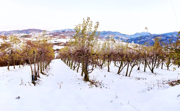 Wintertime Snowy Panoramic View Vineyards Oltrepo Pavese Countryside Area Located — Stock Photo, Image
