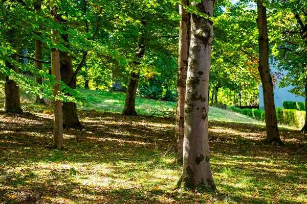 Arbres Dans Les Bois Naturels Sanctuaire Sacro Monte Orta Piémont — Photo