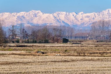 Lomellina kırsalındaki (Lombardy, Kuzey İtalya) çıplak çeltik tarlaları arasında bazı tarım arazileri: arka planda Rosa dağı yığını.