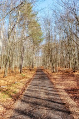 Kayın ağaçları, Kuzey İtalya 'nın tipik alp öncesi alanları, kış mevsiminde..