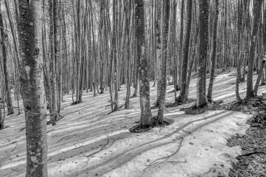 Kayın ağaçları, Kuzey İtalya 'nın tipik alp öncesi alanları, kış mevsiminde..
